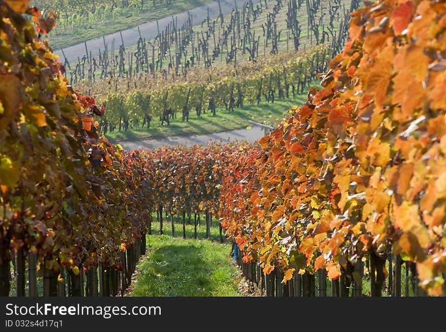 Colored Swabian vineyard in autumn after the vintage