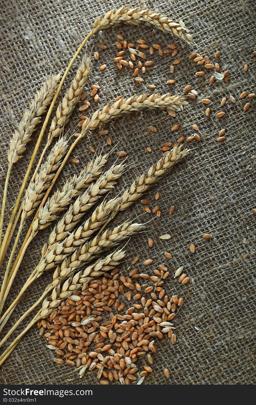 Spikelets of wheat