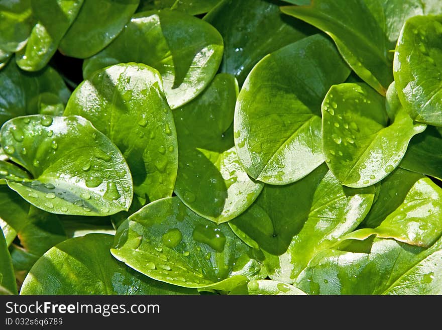 Set of green leaves with drops of water