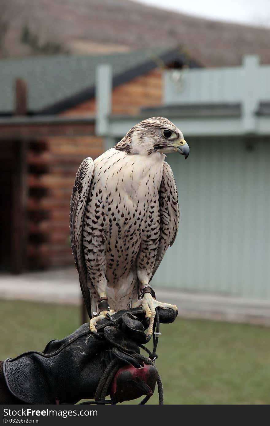 A falcon perched on its trainers hand. A falcon perched on its trainers hand