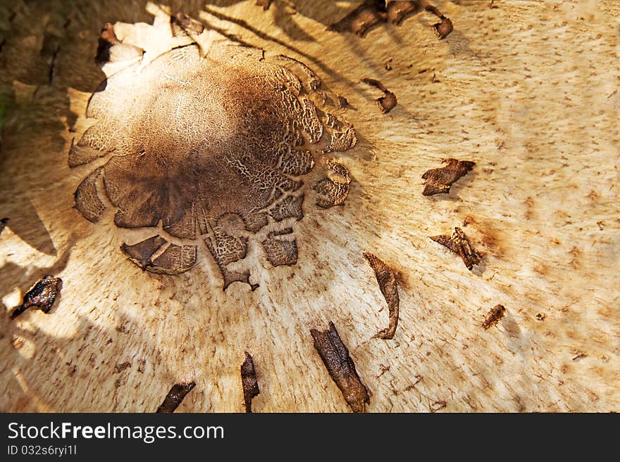 Macro Mushroom