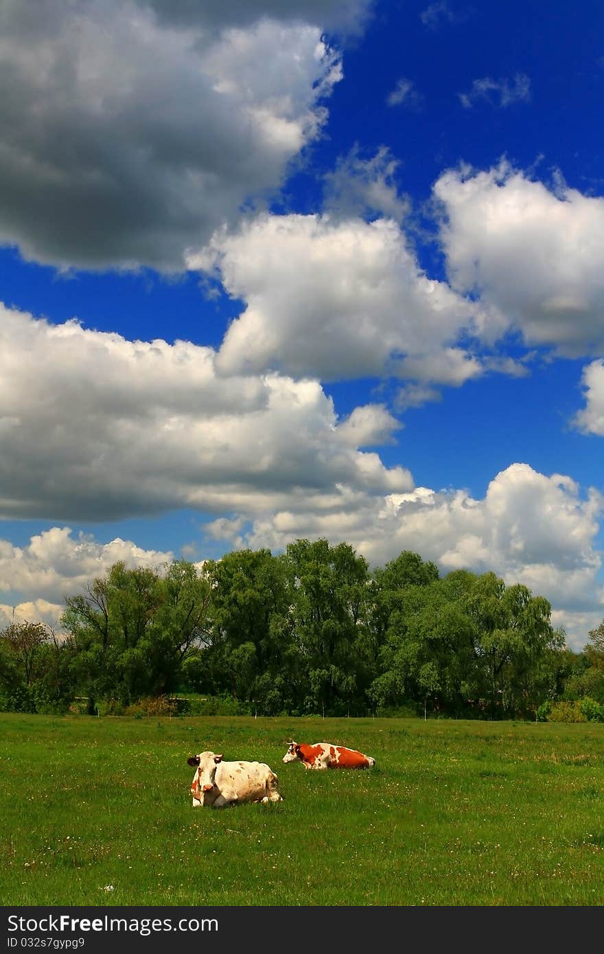 Morning At The Spring Field