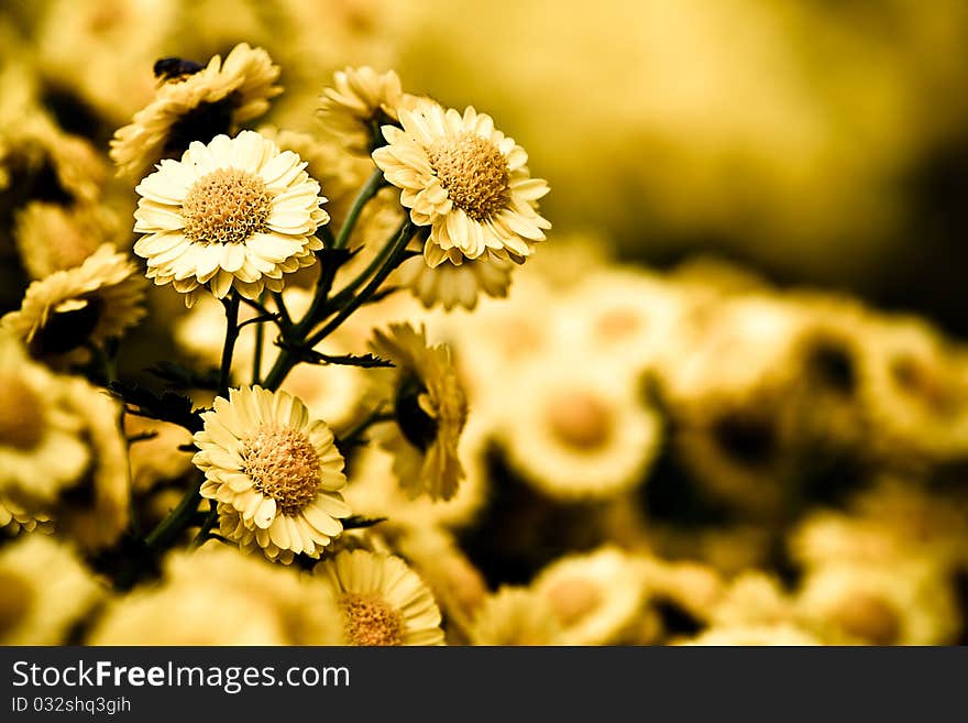 Colsed Up Chrysanthemum With Butterfly