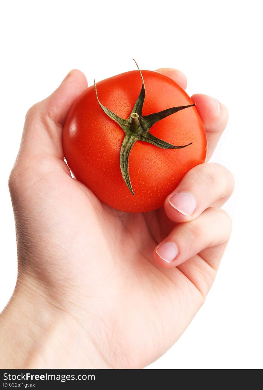 Hand Holding Tomato. Selection