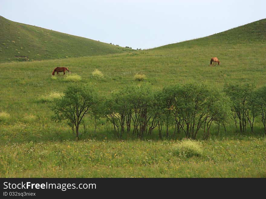 Two horses eat grass on the grassland