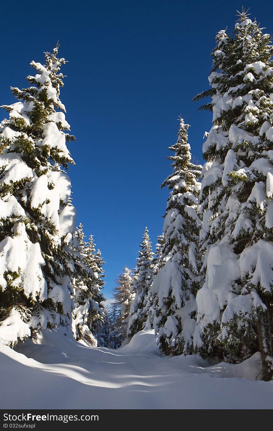 Pines after a winter snowfall. Pines after a winter snowfall