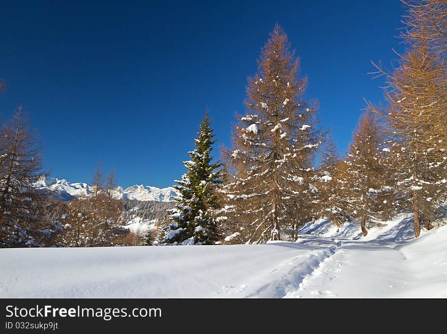 Road to Mortirolo Pass during winter. 1900 meters on the sea-level. Tarmac is under deep snow. Brixia province, Lombardy region, Italy. Road to Mortirolo Pass during winter. 1900 meters on the sea-level. Tarmac is under deep snow. Brixia province, Lombardy region, Italy