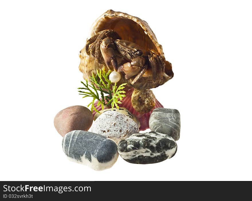 Exotic shell isolated on a white background