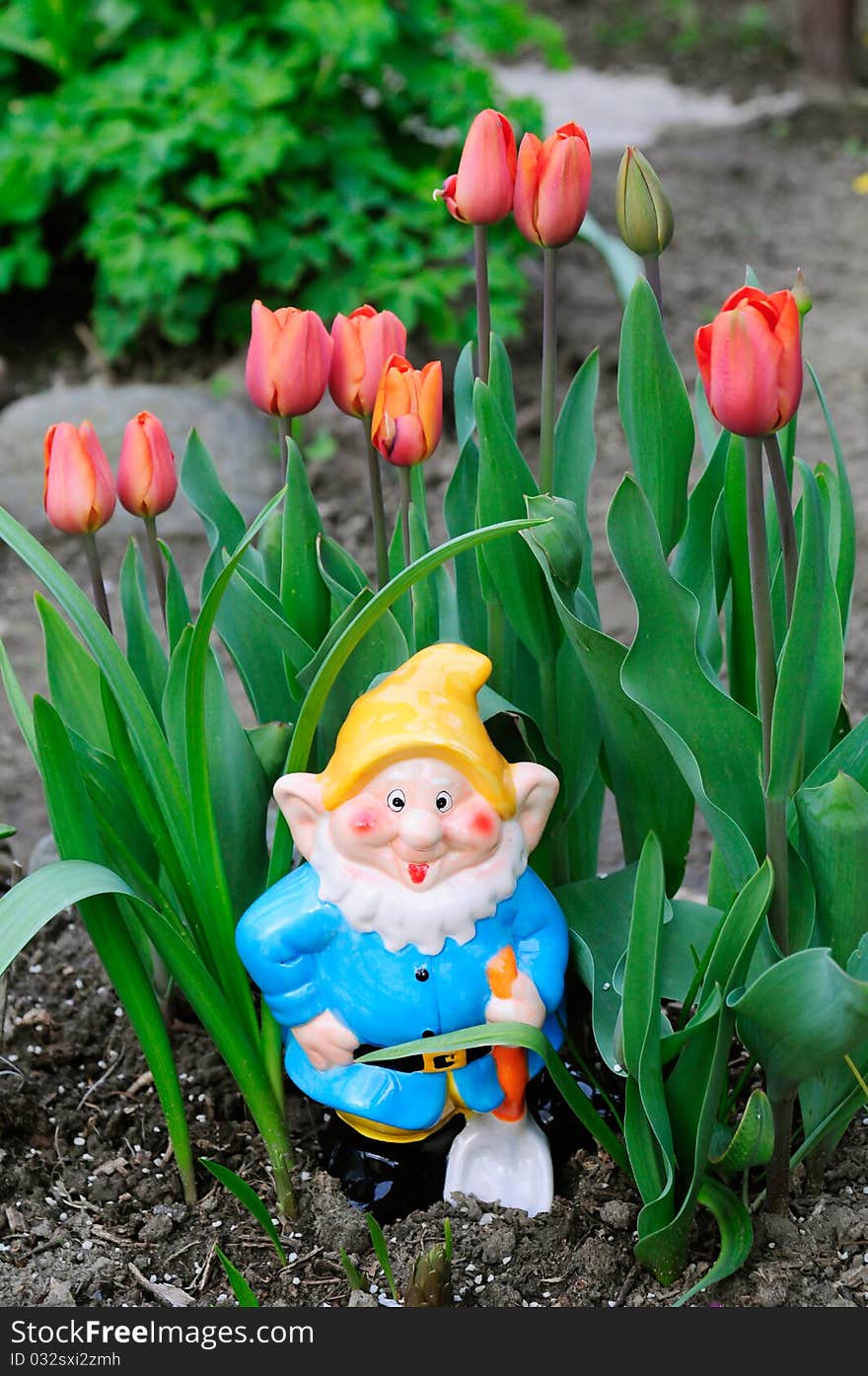 Red tulip flower in the garden