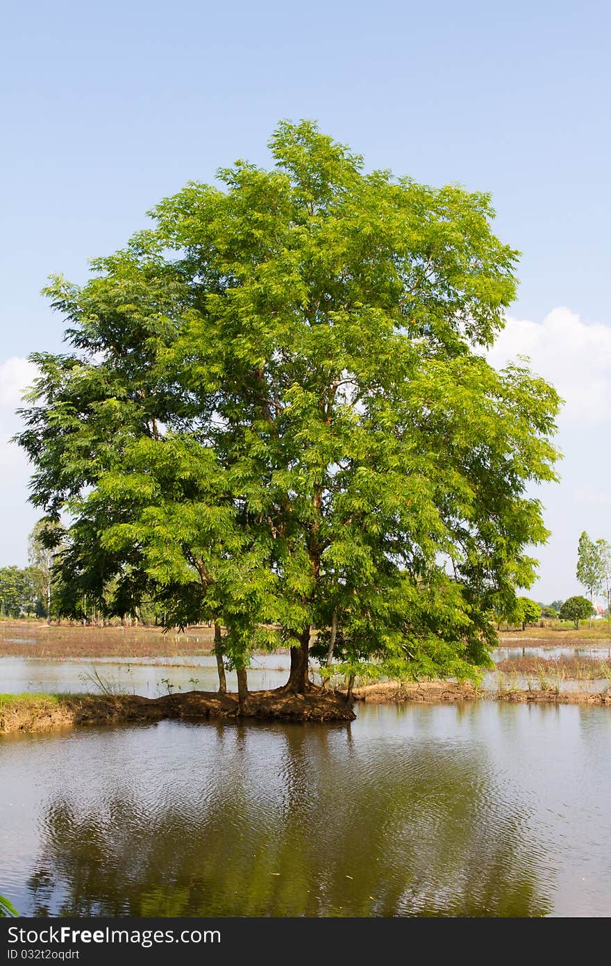 A classically shaped tree in full leaf on a simple clutter free background