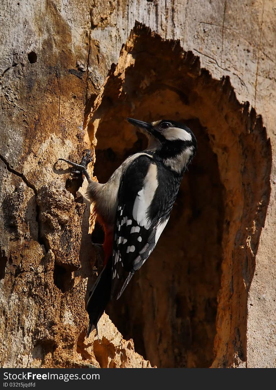 Woodpecker on a  hollowed trunk