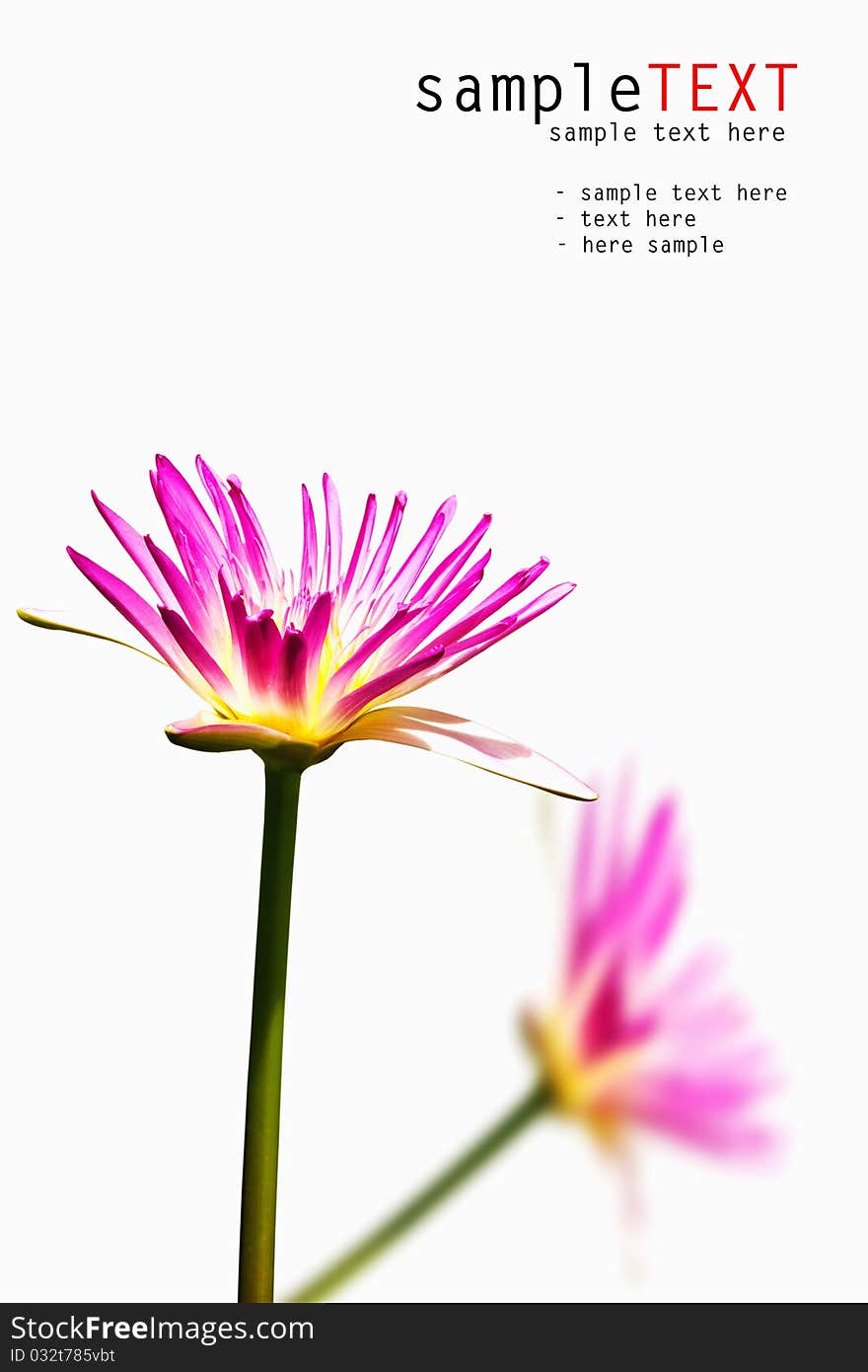 Pink water lily isolated on white background