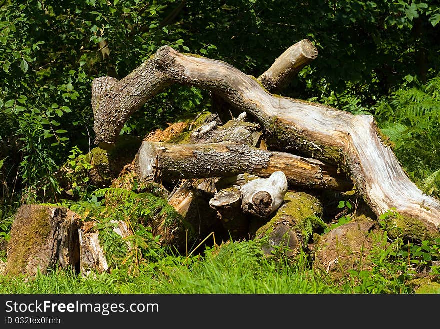 View of a dead tree in the countryside. View of a dead tree in the countryside