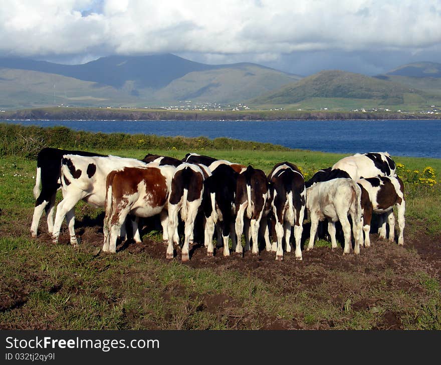 Cows at a meadow in Ireland