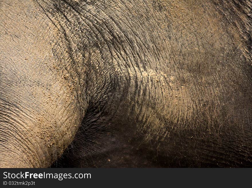 Elephant skin