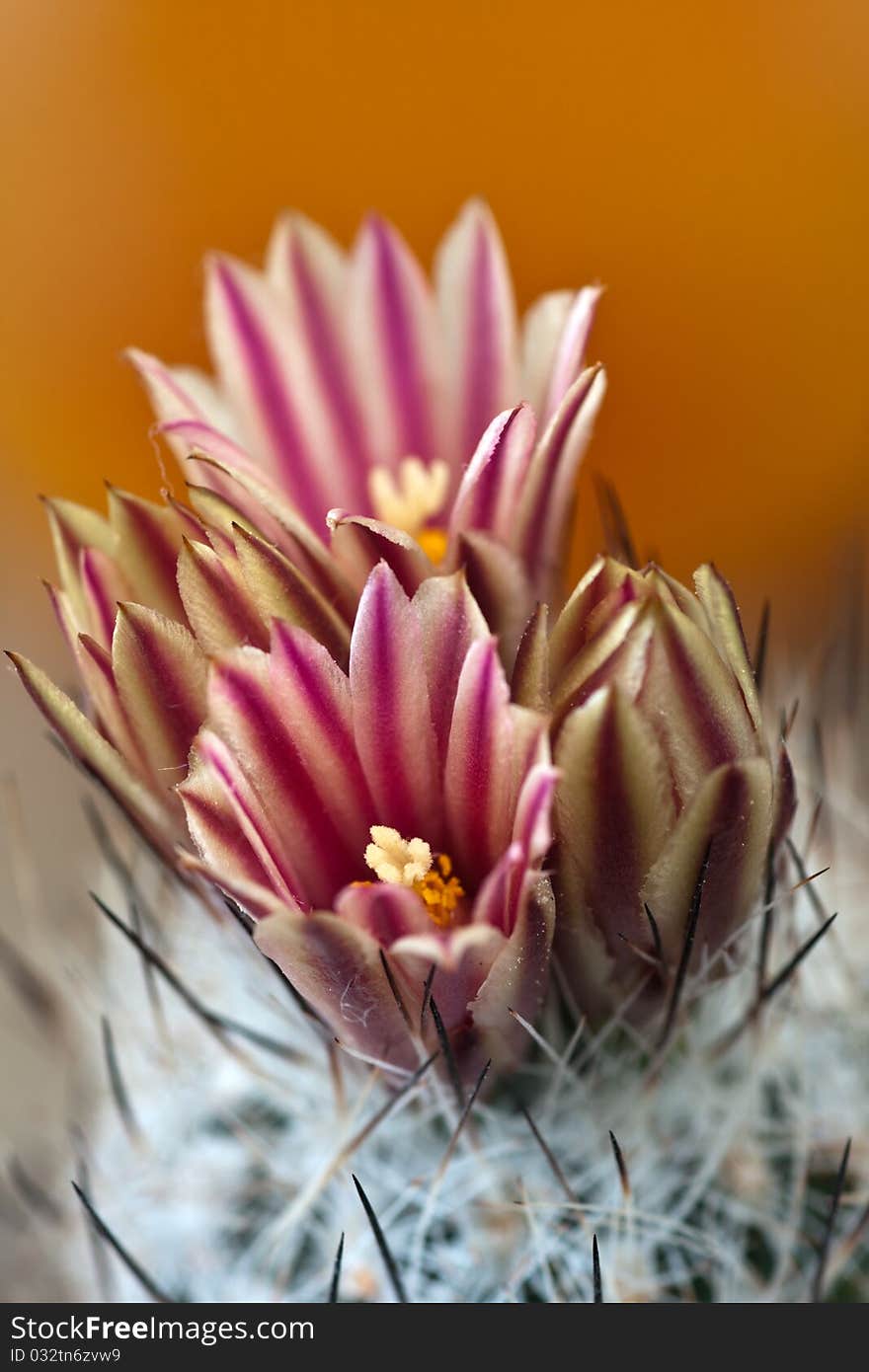 Cactus in bloom with small depth of field