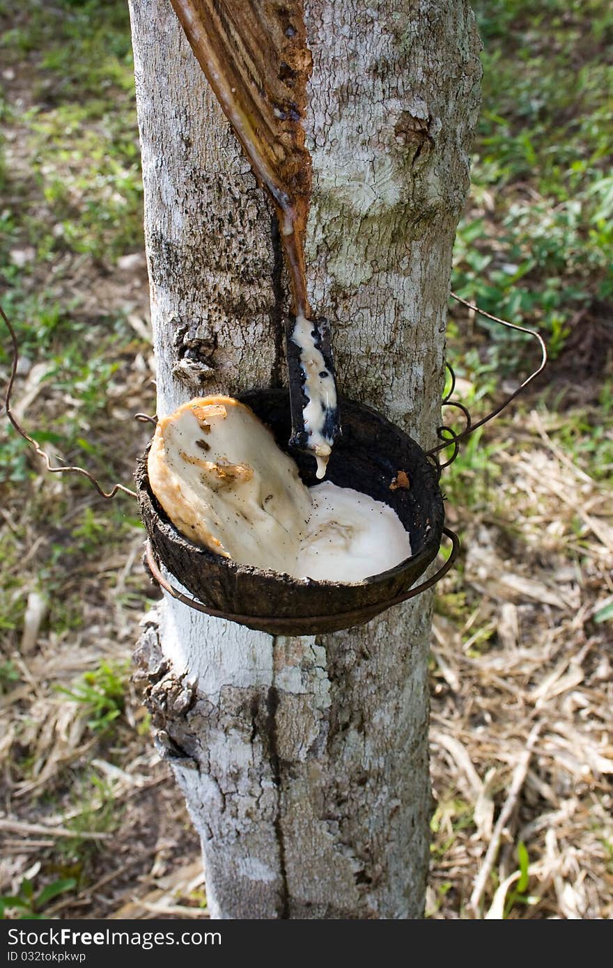 Harvesting of sap from a rubber tree for latex production. Harvesting of sap from a rubber tree for latex production