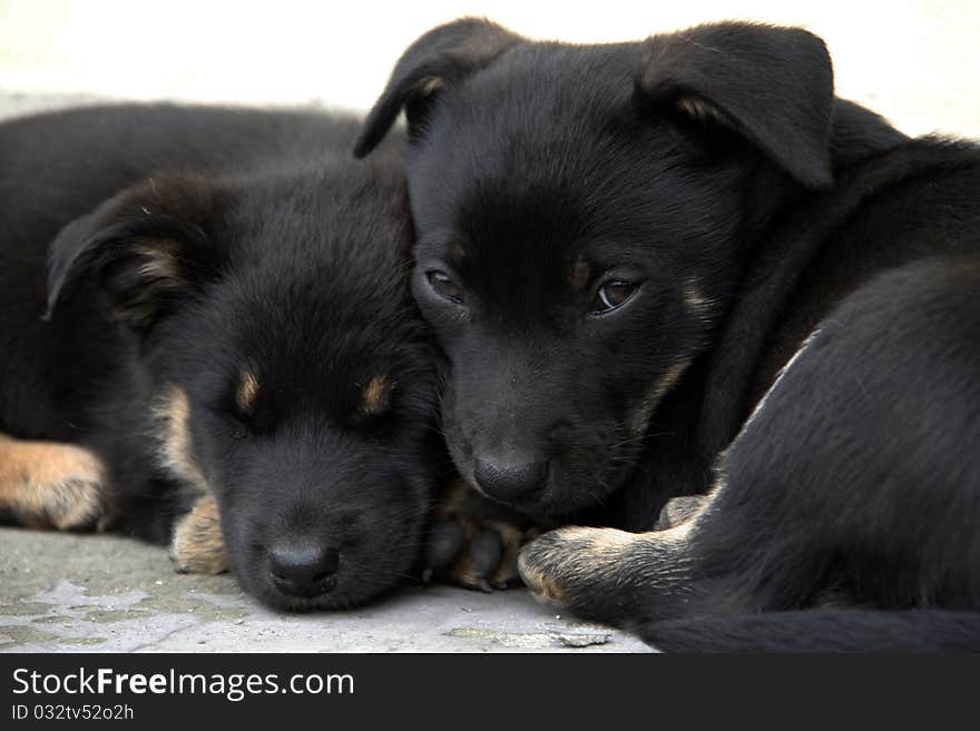 Cute puppies sleeping on the ground. Cute puppies sleeping on the ground