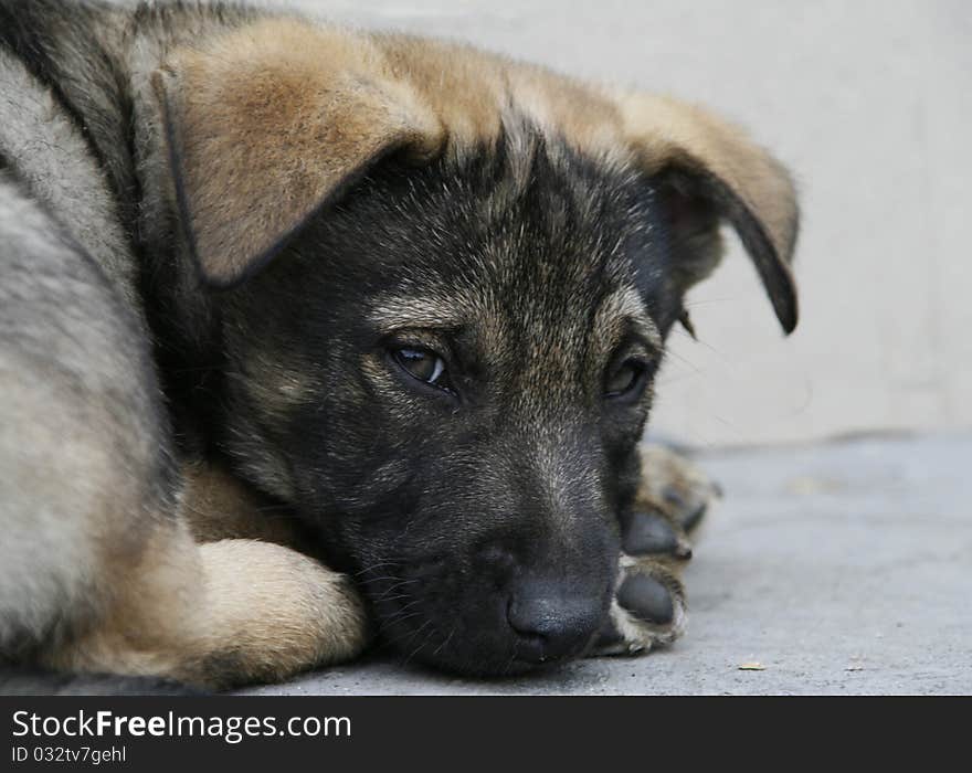 Cute puppy lying on the ground - outdoor picture