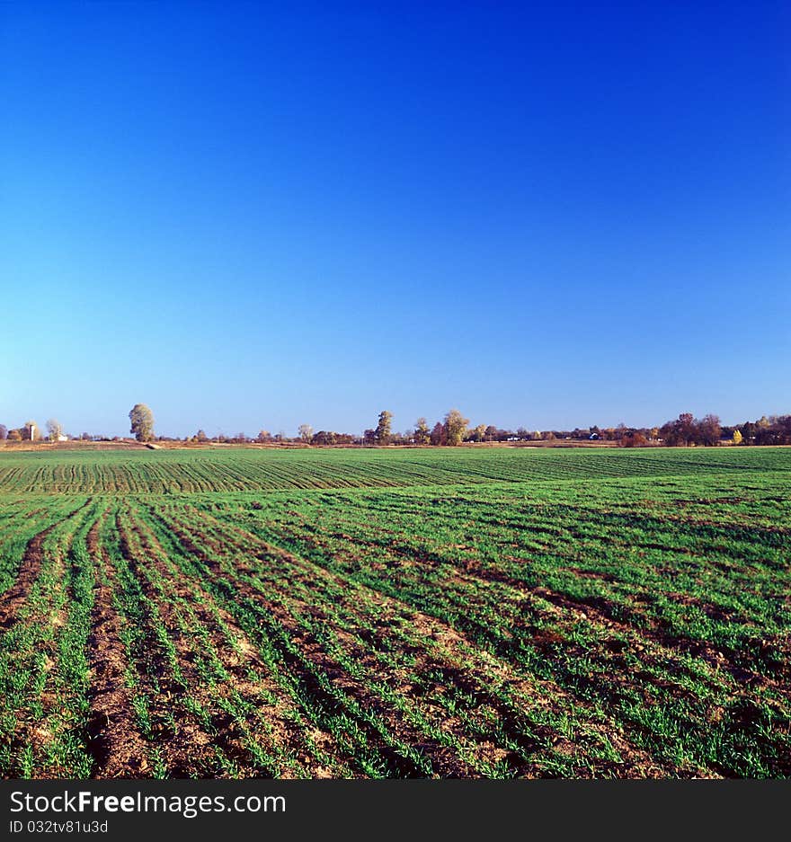 Rural landscape - young wheat field beneath a clear blue sky. Rural landscape - young wheat field beneath a clear blue sky.