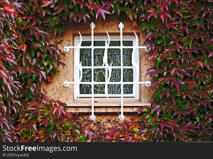 Stained-glass window in a wall perfectly covered by colorful Boston ivy leaves. Stained-glass window in a wall perfectly covered by colorful Boston ivy leaves