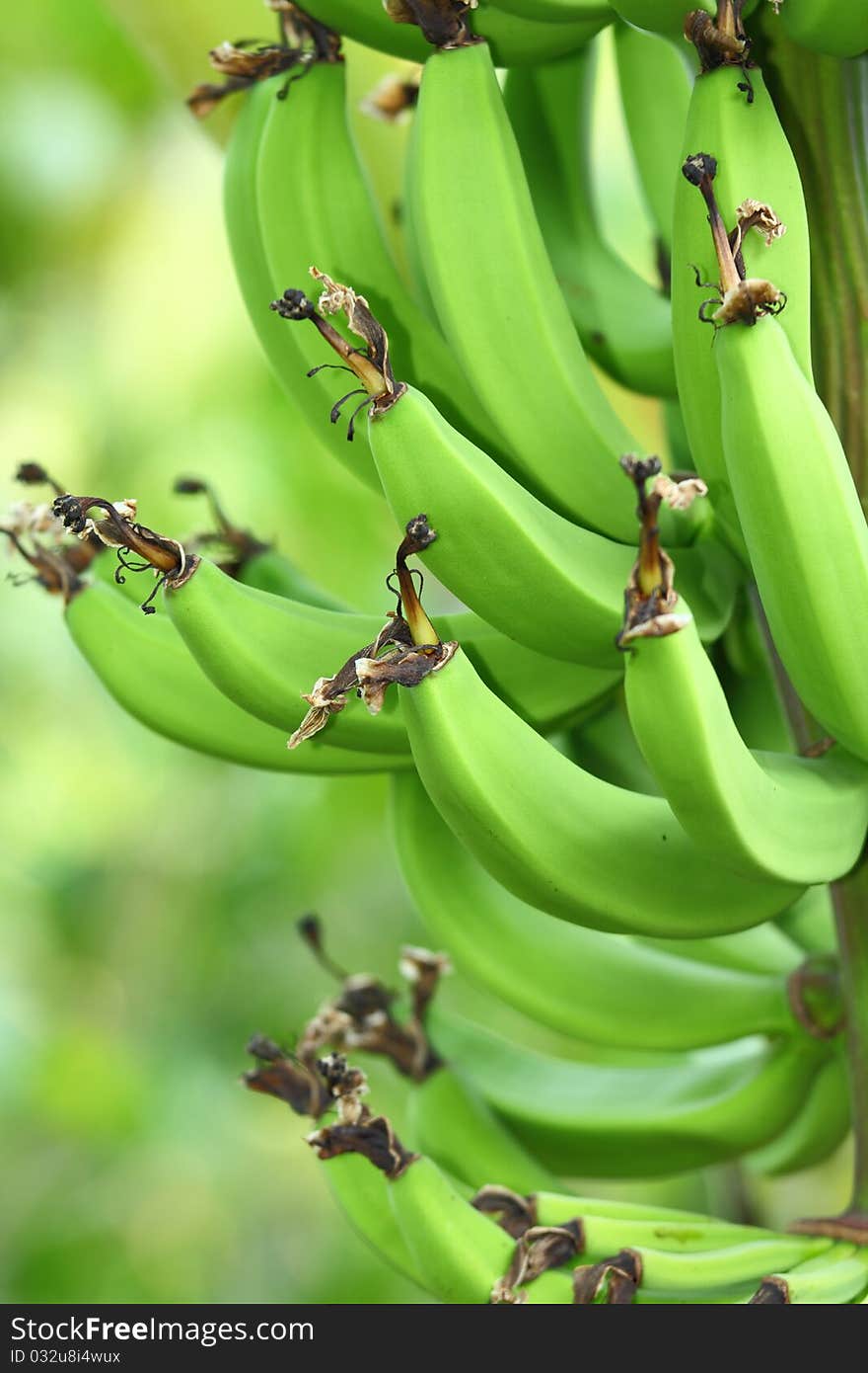 Bananas