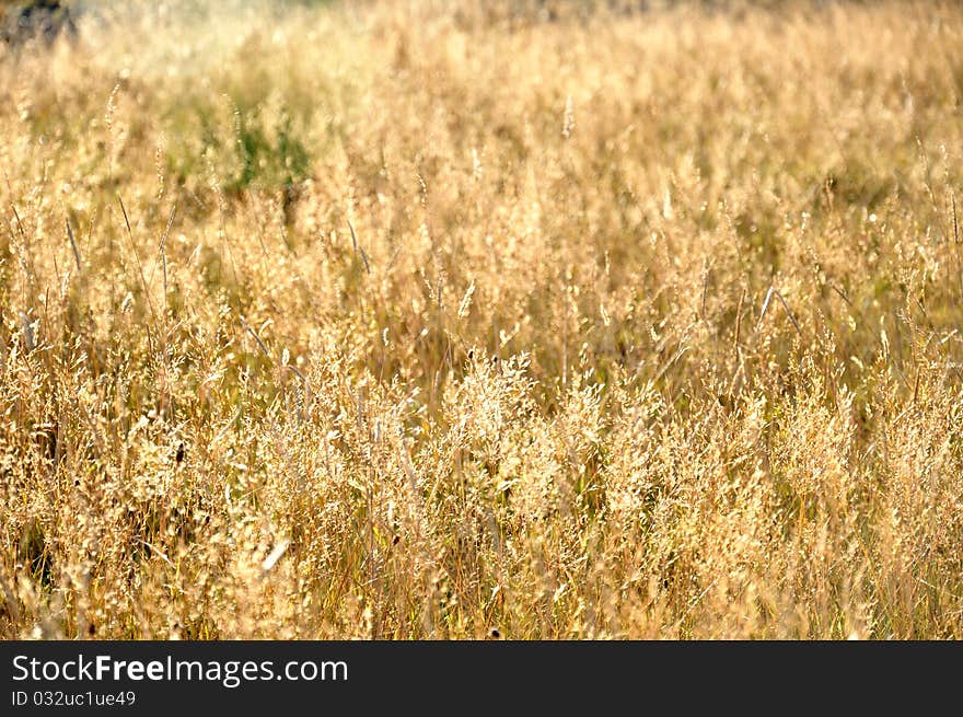 Grassland