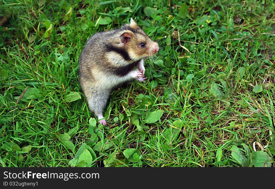 Ciscaucasian hamster (Mesocricetus raddei) on natural background