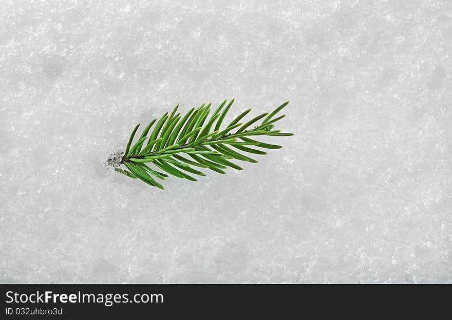 Green branch of fir on the snow surface. Green branch of fir on the snow surface.