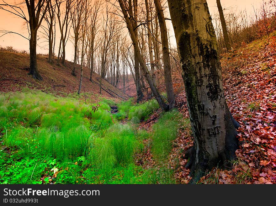 Autumn forest