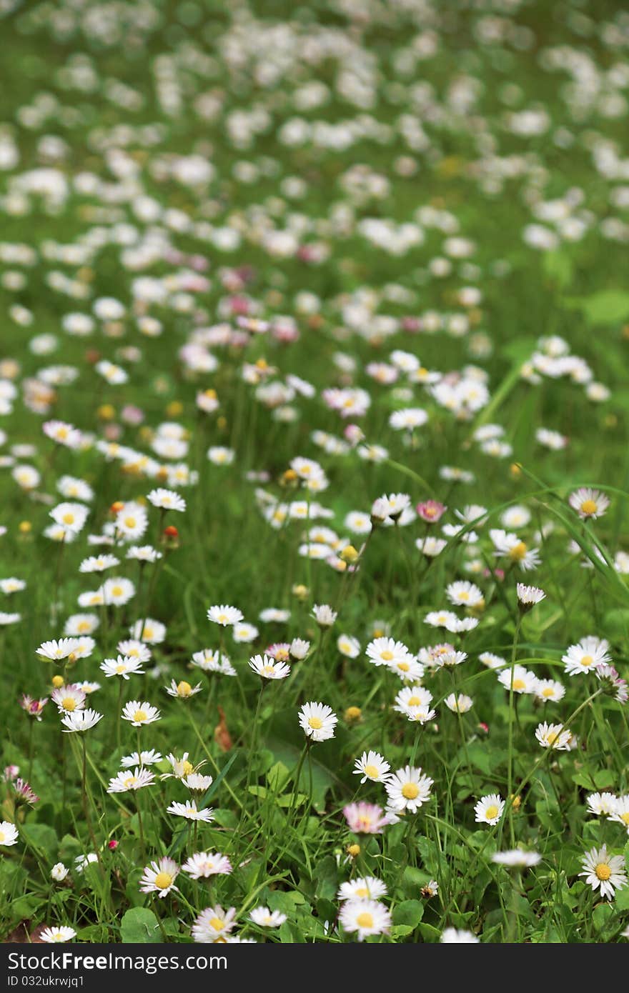 Spring Flower Daisy Meadow