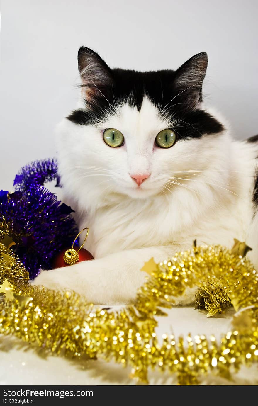 Cat is in a christmas decoration