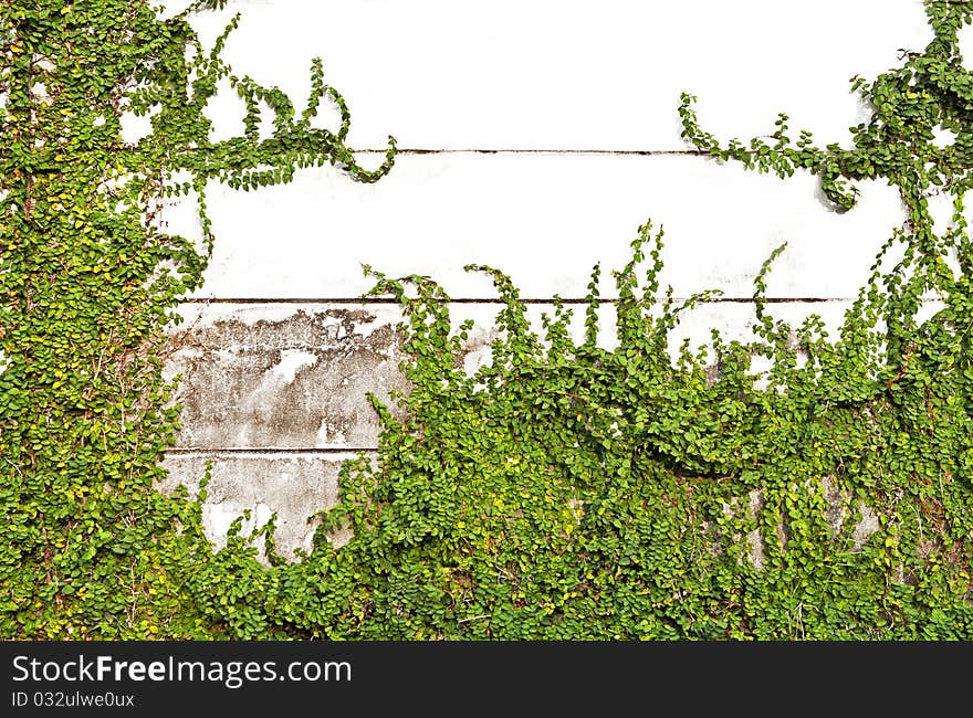 Green leaves on old brick wall