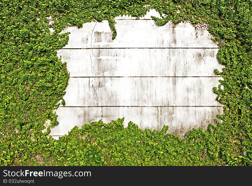 Green Leaves On Old Brick Wall