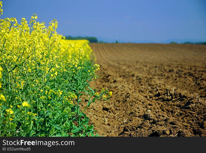 Field of (colza) during the spring.