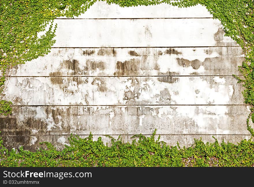 Green leaves on old brick wall for use as background