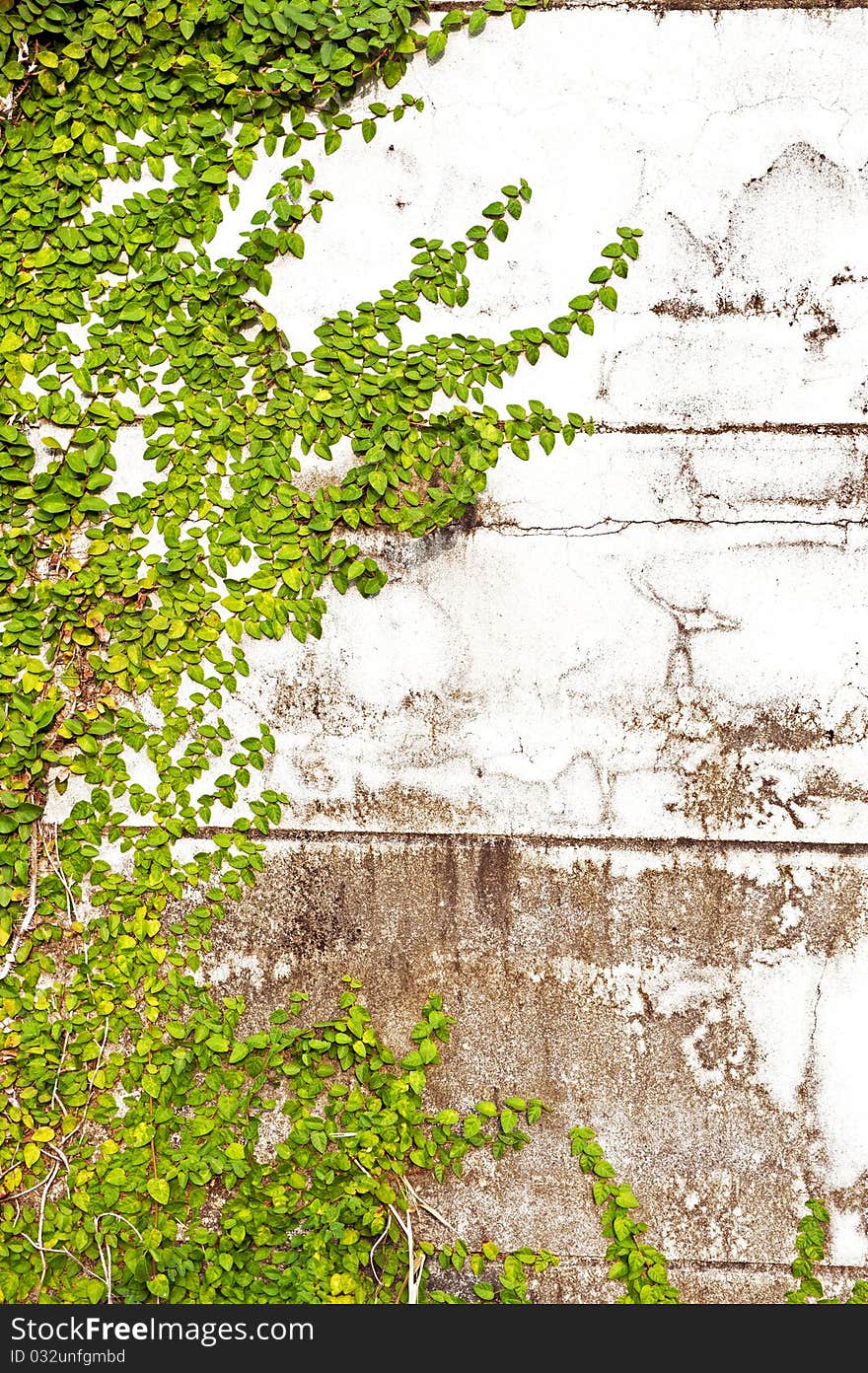 Green Leaves On Old Brick Wall