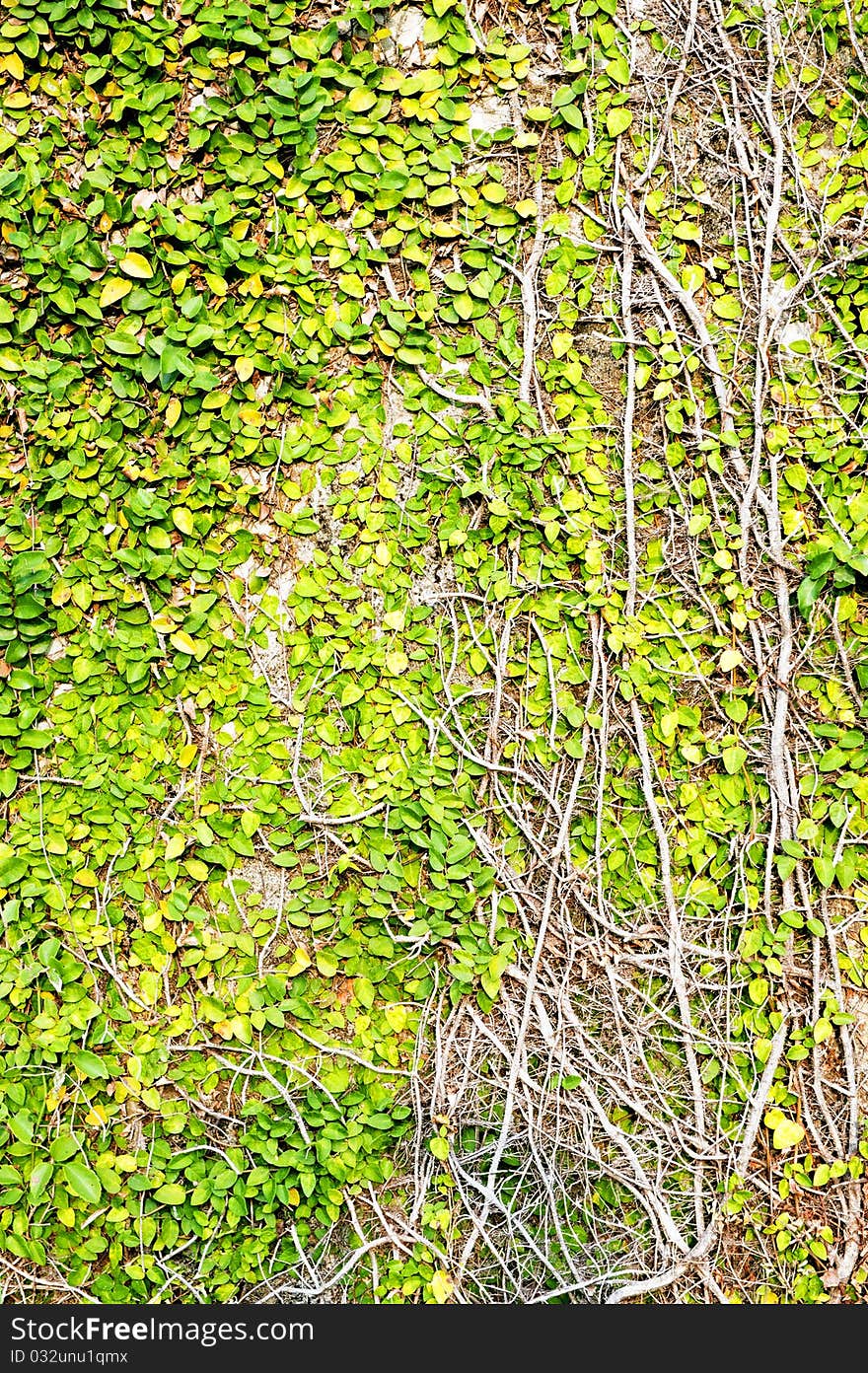 Green leaves on old brick wall for use as background