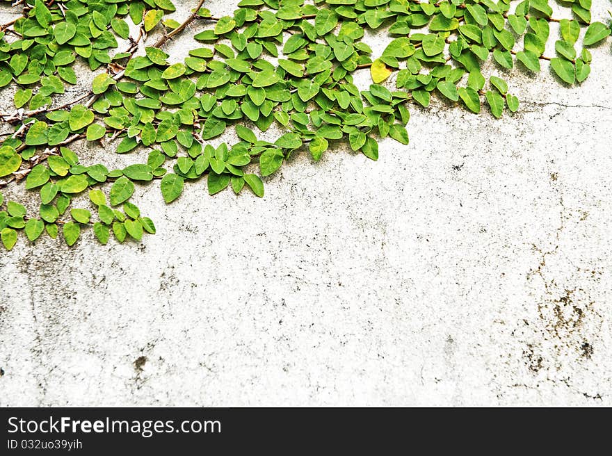 Green leaves on old brick wall for use as background