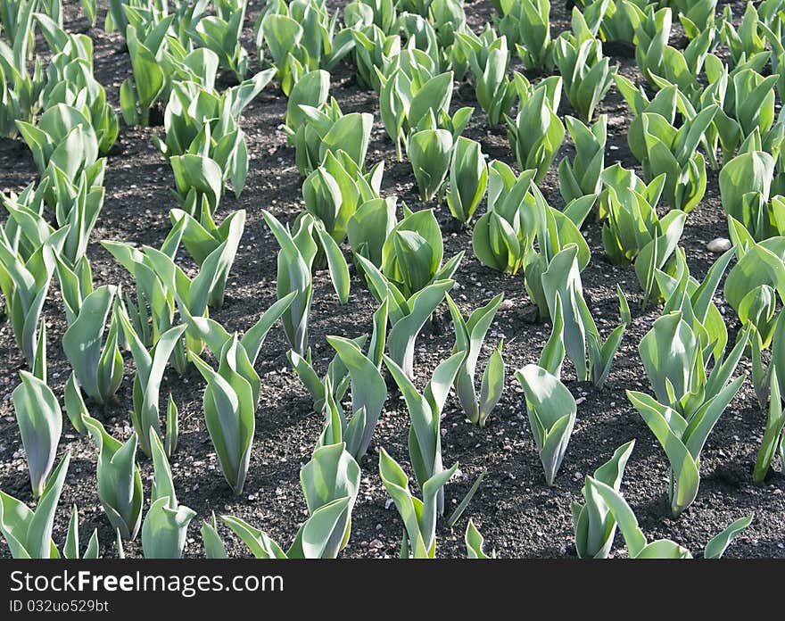 Tulips in early spring