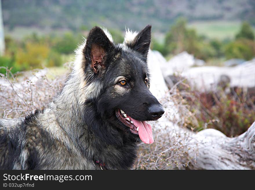 A Shiloh Shepherd, similar to German Shepherd in looks.