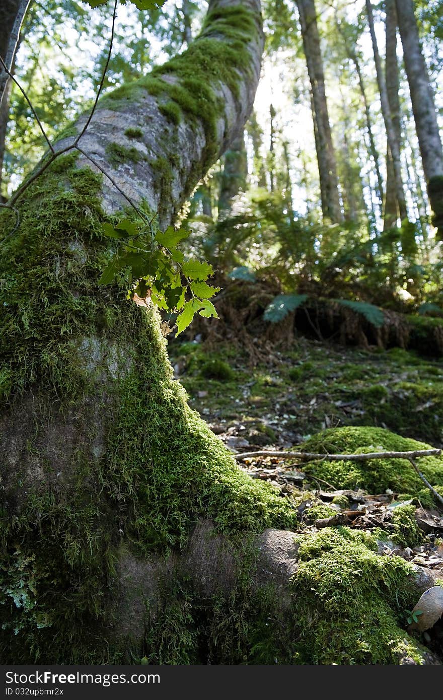 Moss covered tree from low viewpoint in Tasmania, Australia.