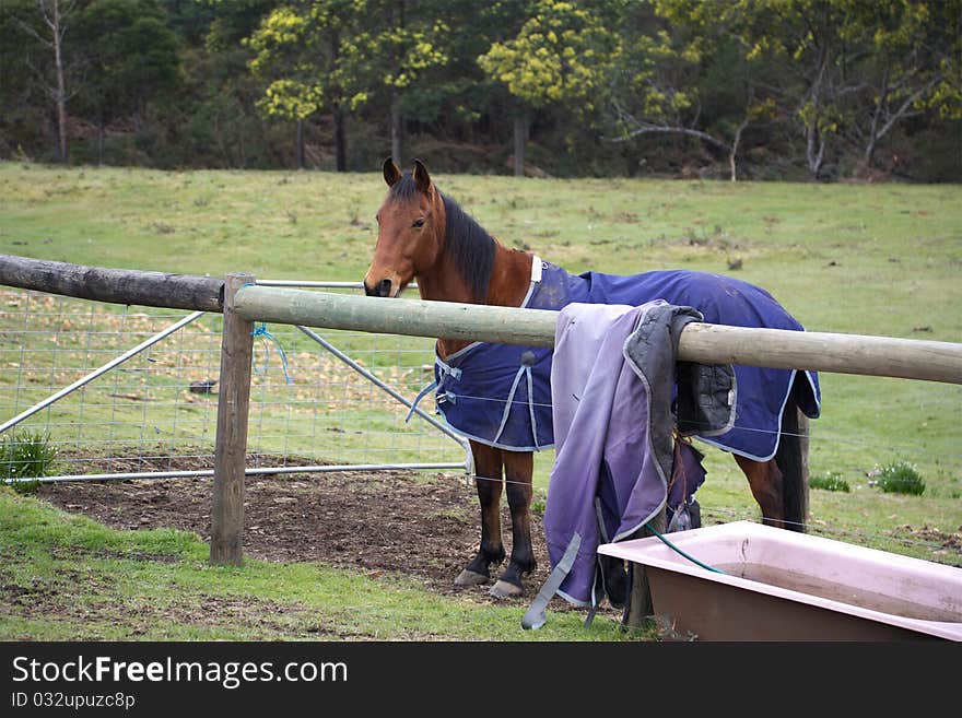 Horse With Winter Rug