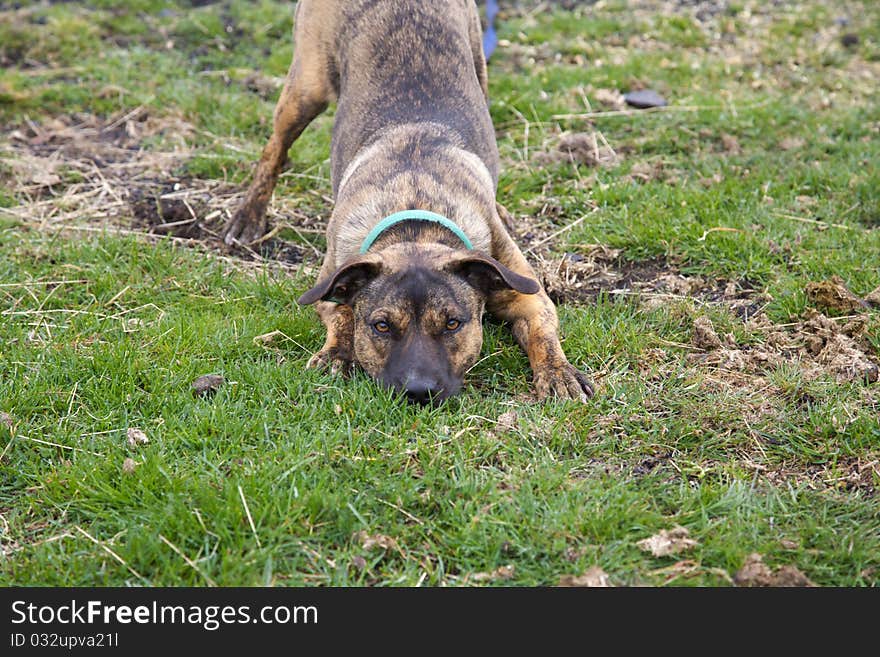 Mixed breed dog play bowing