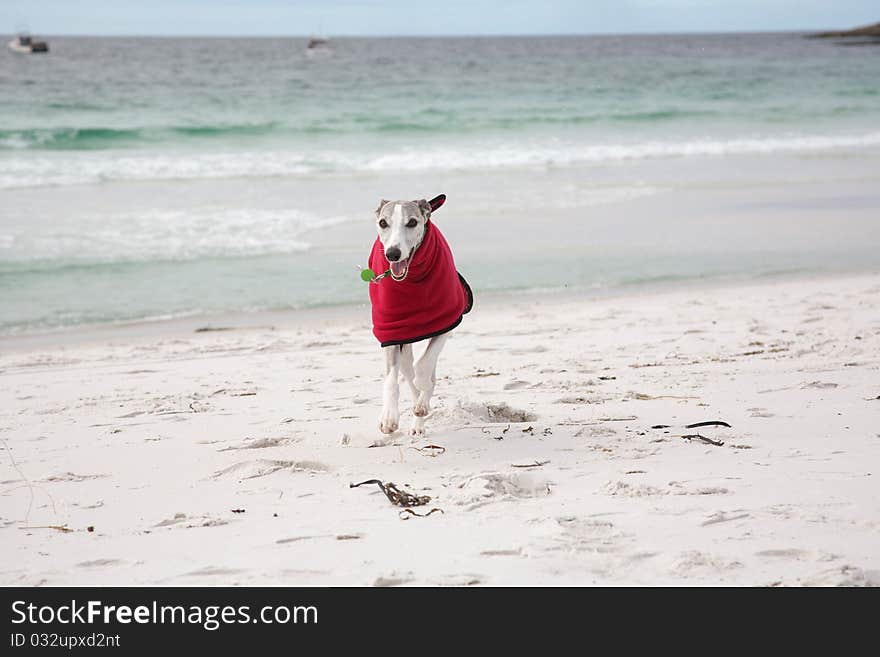 Whippet In Red Coat On Beach