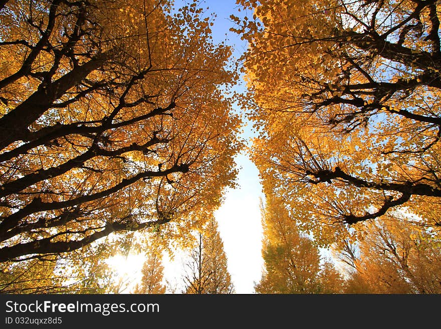 Japan Autumn