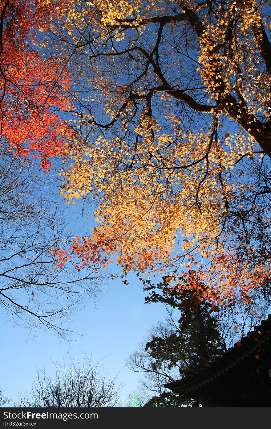 Maple turn to red in autumn season with black background. Maple turn to red in autumn season with black background