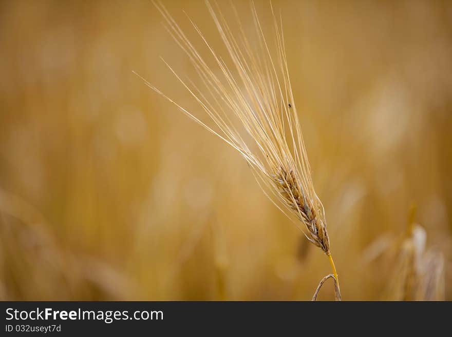 Beautiful wheat spikelet. The background is blurred.