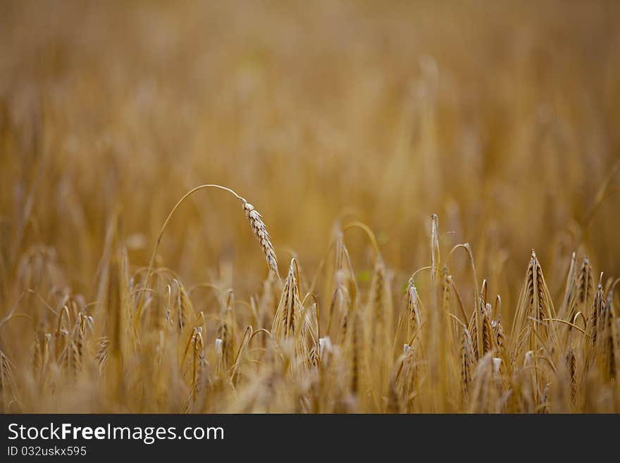 Wheatfield with maturing wheat. The background is blurred. Wheatfield with maturing wheat. The background is blurred.