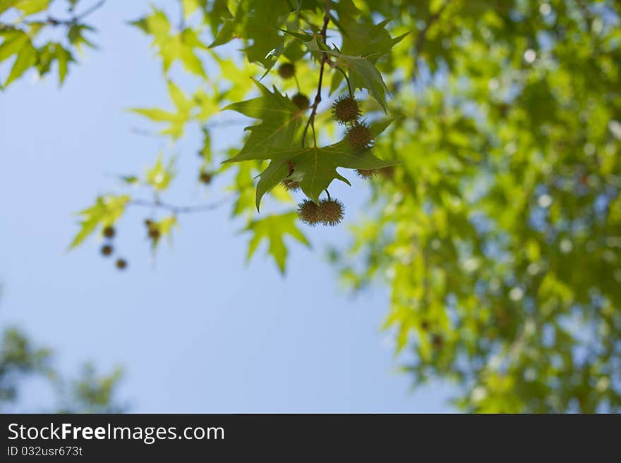 A large number of maple leaves.